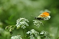 17 05 15_4069_edited-1